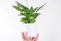 8 Pflanzen, die Luftfeuchtigkeit absorbieren