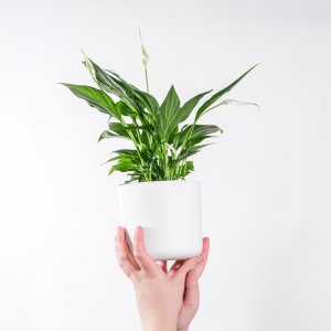 pflanzen die luftfeuchtigkeit absorbieren luftfeuchtigkeit senken durch zimmerpflanzen