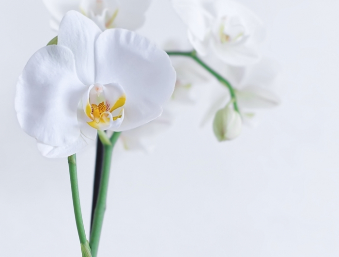 pflanzen die luftfeuchtigkeit absorbieren weiße orchidee beste zimmerpflanzen