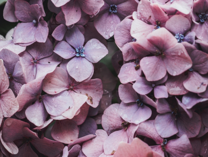 pinke blumen hortensien zurückschneiden wichtige infors und tipps