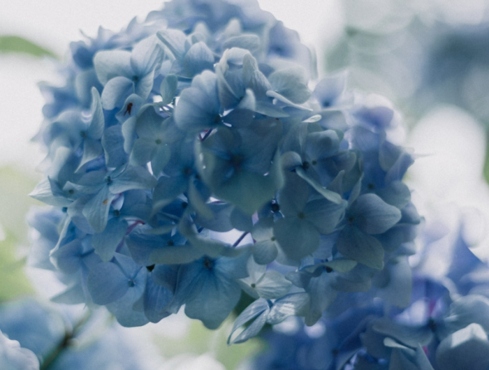 rispenhortensie schneiden blume mit blauen blüten