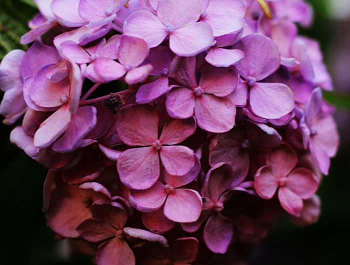 romantische pinke blume hortensien im topf pflegen und schneiden im herbst