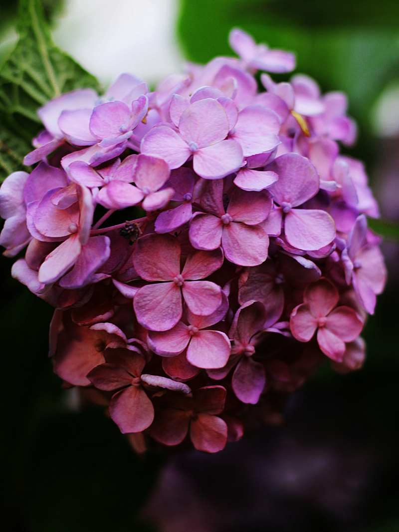 romantische pinke blume hortensien im topf pflegen und schneiden im herbst