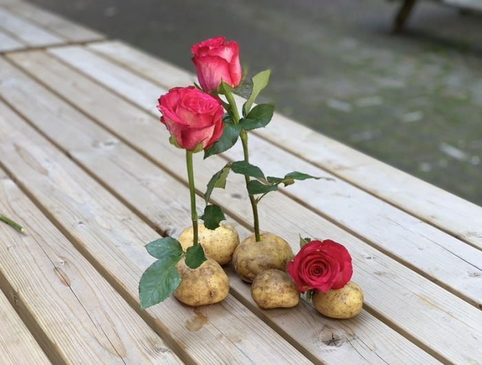 rose in kartoffel stecken rosen vermehren methoden tipps
