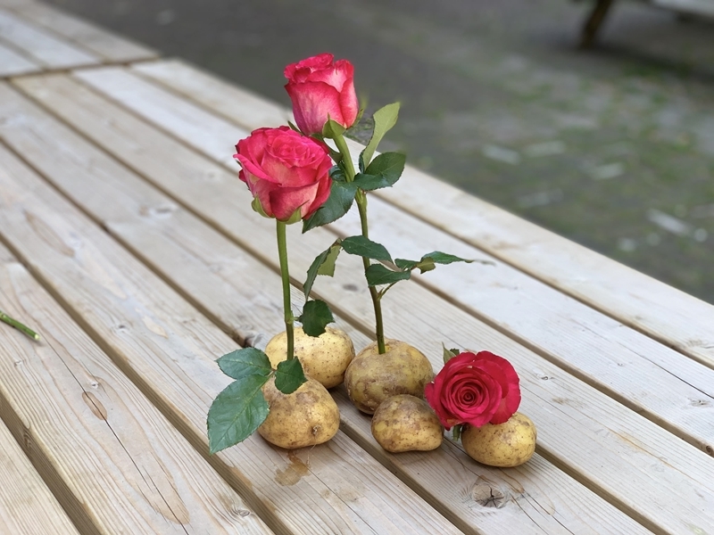 rose in kartoffel stecken rosen vermehren methoden tipps