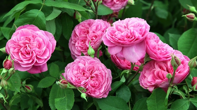 rosen selber ziehen tipps zur rosenvermehrung blumen im garten