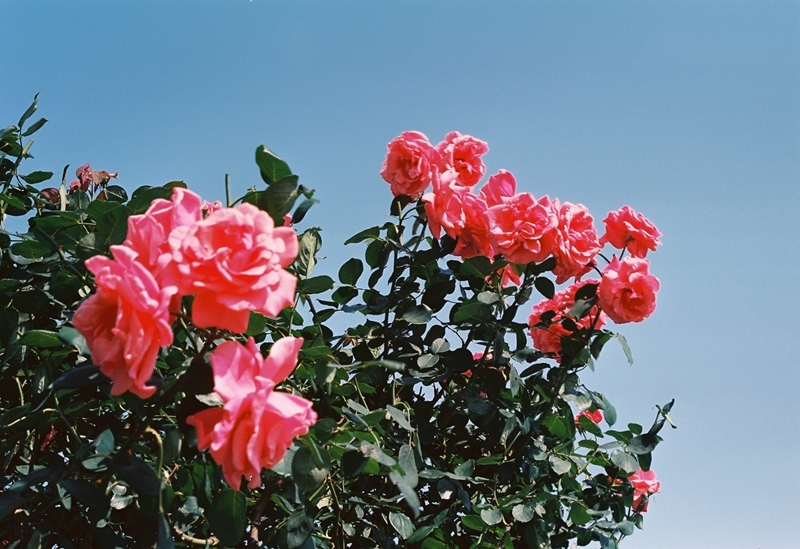 rosen stecklinge blumen vermehren rosa rosen rosenbüsch
