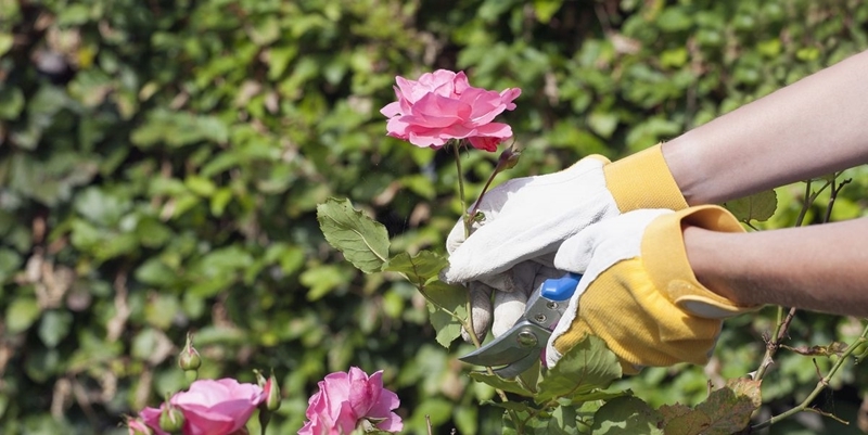rosen stecklinge nehmen tipps zur richtigen rosenvermehrung gartentipps
