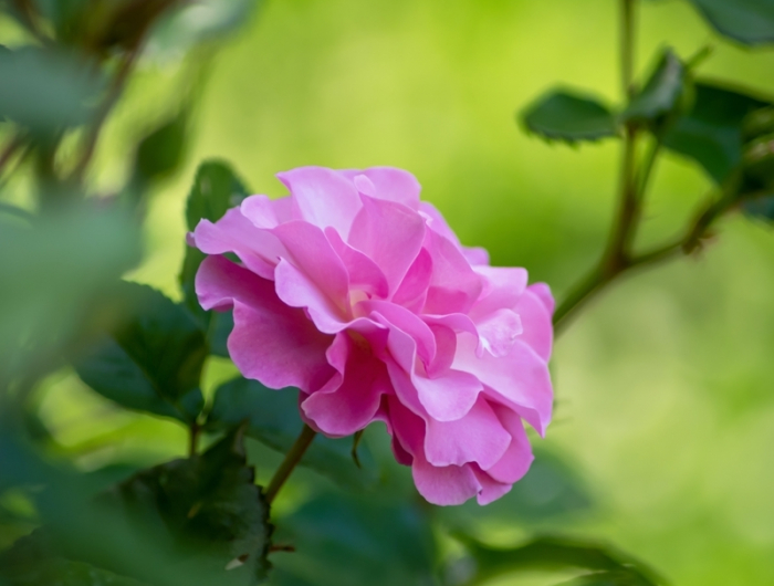 rosen stecklinge schneiden richtige methode zur rosenvermehrung