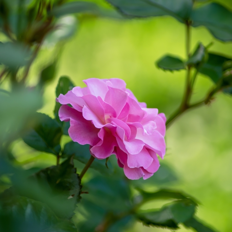 rosen stecklinge schneiden richtige methode zur rosenvermehrung