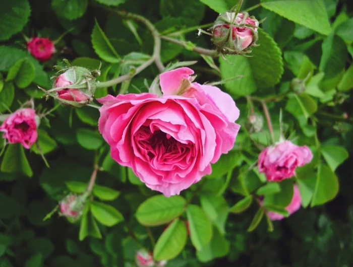 rosen vermehren rosa rosen rosenstrauch tipps für gärtner