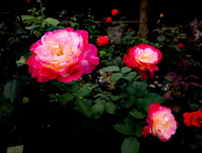 rosen züchten tipps ratschläge für hobbygärtner rosenvermehrung
