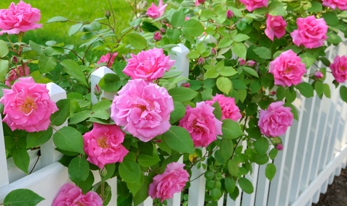 rosen züchten und pflegen rosa rosen kletterrosen weißer zaun