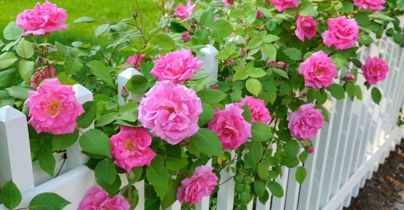 rosen züchten und pflegen rosa rosen kletterrosen weißer zaun