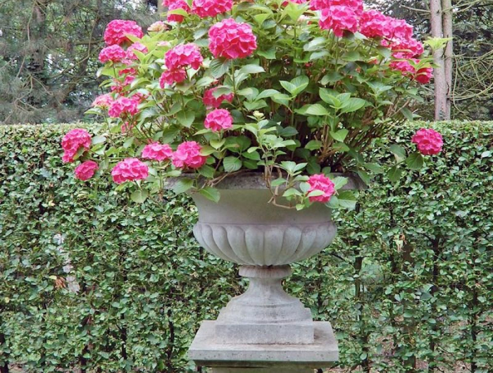 standort hortensie hortensien im topf überwintern kann man hortensie in der wohnung überwintern zementtopf mit rosa hortensien