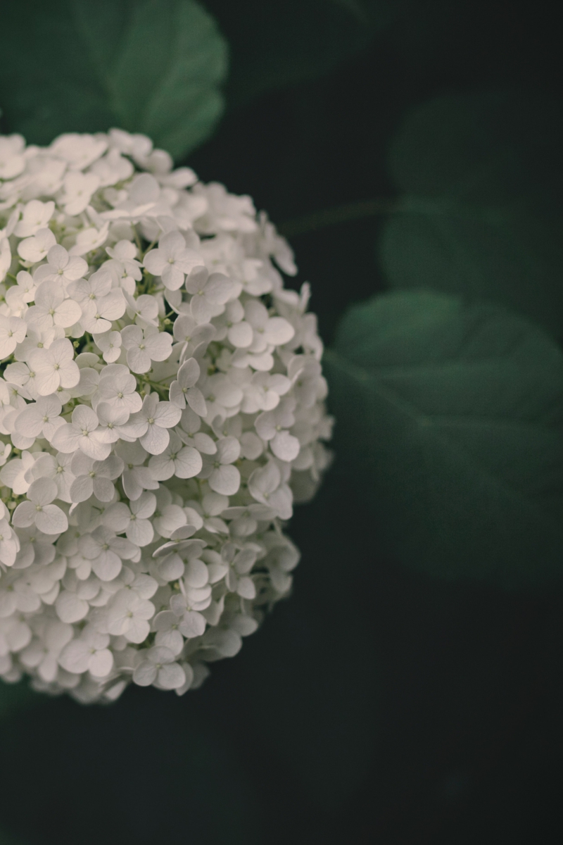 tipps und infos hortensien schneiden im herbst weiße blume garten