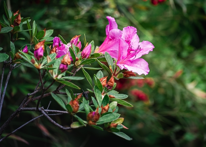 wann hibiskus schneiden hibiskus strauch schneiden wichtige tipps