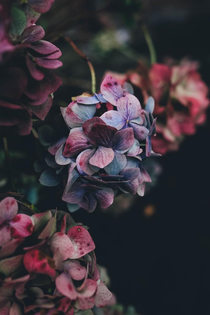 wann hortensien schneiden garten pflege infos und tipps