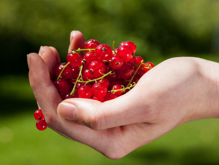 currants in hand