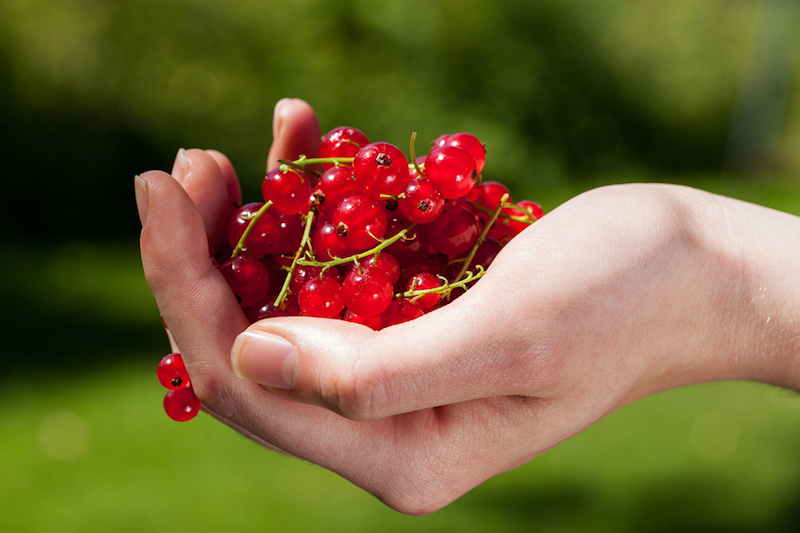 currants in hand