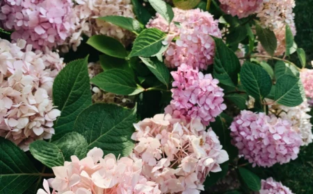 wichtige informationen wann schneidet man hortensien tipps