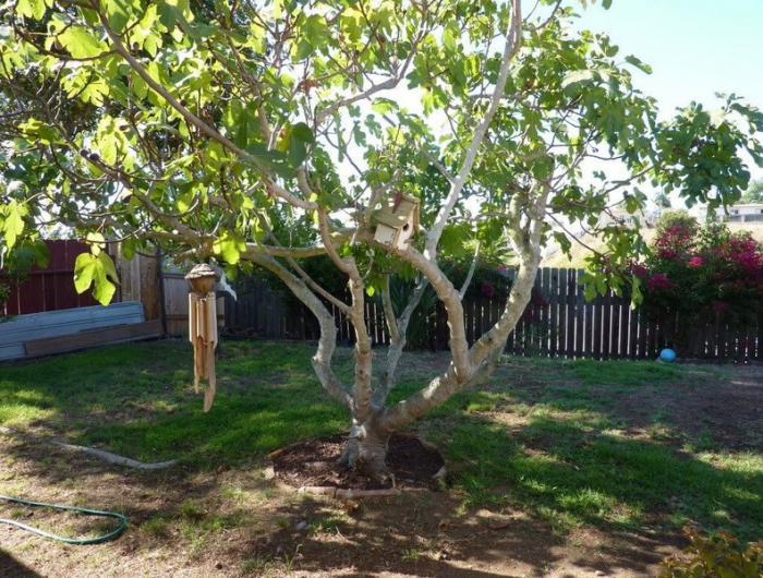 wie pflegt man einen feigenbaum wann fängt ein feigenbaum an zu blühen großer feigenbaum im garten