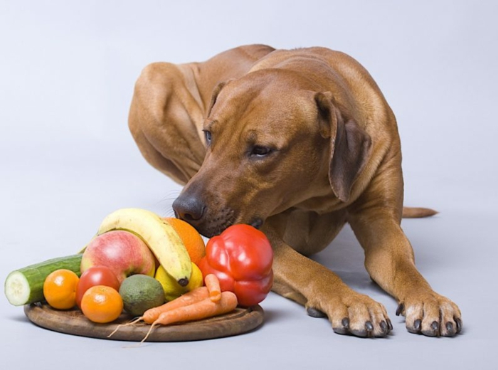3 obst für hunde giftig oder gesund großer braunes hund