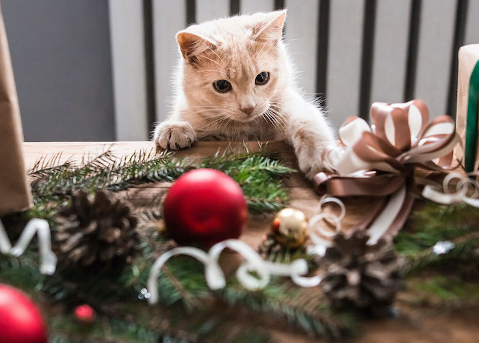kitten playing with christmas toys.