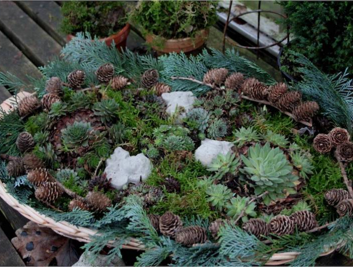 adventsschale dekorieren winterdeko für draußen mit zapfen und steinrose
