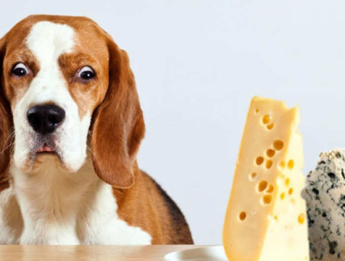 giftige lebensmittel für hunde infos großes stück käse