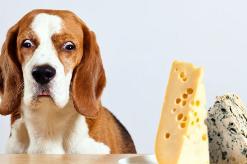 giftige lebensmittel für hunde infos großes stück käse
