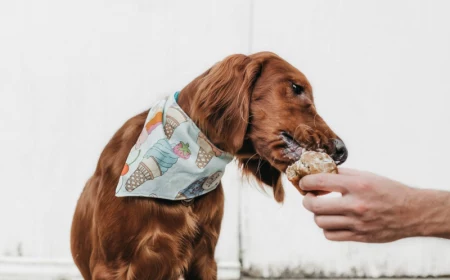giftige lebensmittel für hunde was sie darüber wissen müssen