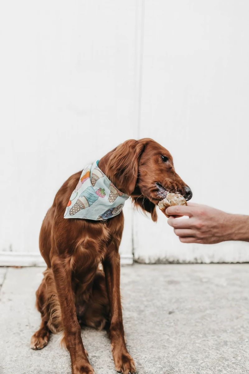 giftige lebensmittel für hunde was sie darüber wissen müssen