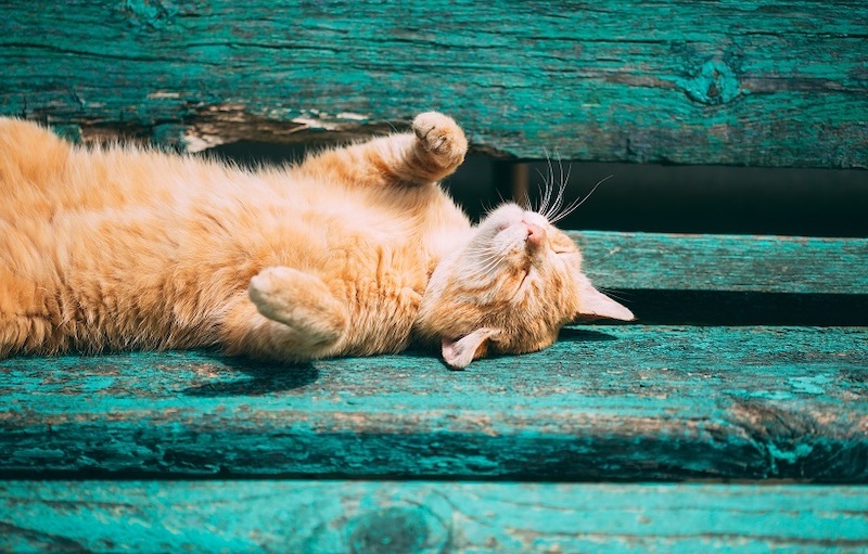 funny red kitten cat sleeping on bench in park, hot summer day.