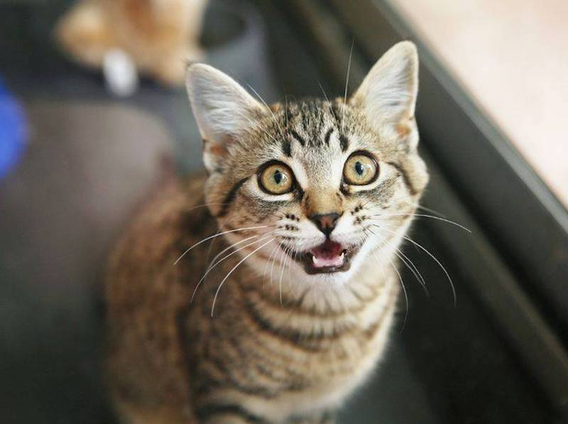 katze brummt komisch ist es für katzen anstrengend zu schnurren kleine katze miaut bittend