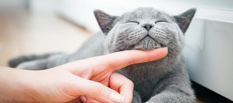katze schnurrt nicht warum schnurren katzen katze schnurrt den ganzen tag man streichelt graue katze am kinn