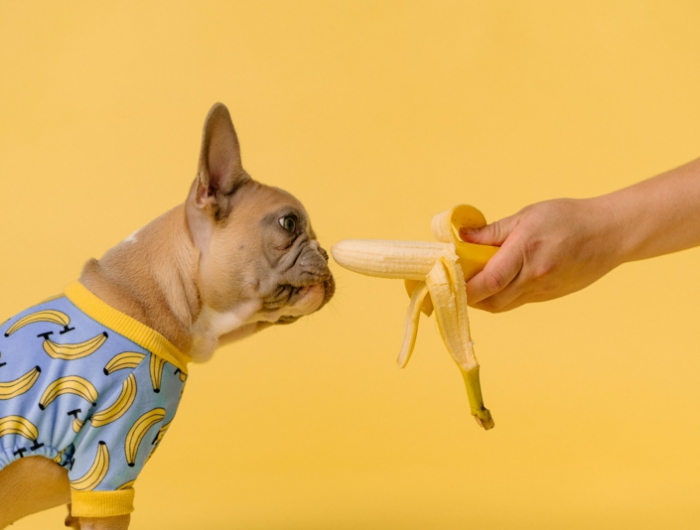 kleiner hund riecht banane was fressen hunde infos