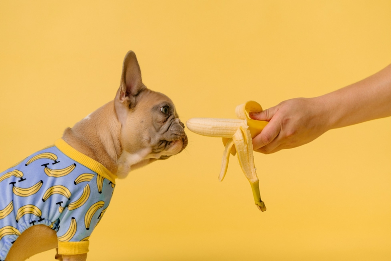kleiner hund riecht banane was fressen hunde infos
