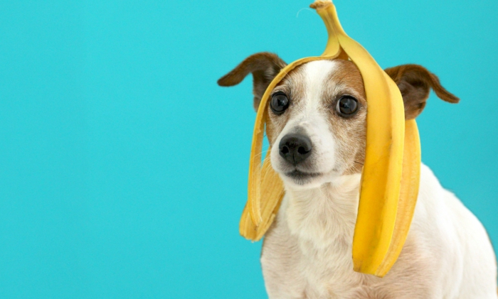 funny dog with banana peel on his head portrait