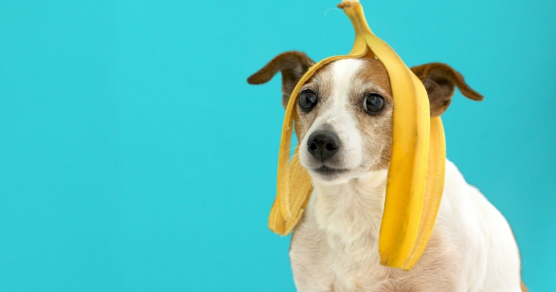 kleiner-weißer-hund-mit-banane-auf-dem-kopf-gemüse-für-hunde
