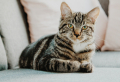 Eine Katze kommt ins Haus – Grundausstattung und wichtige Tipps
