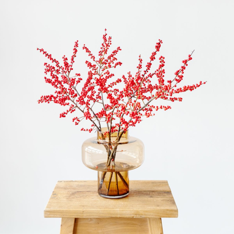 stechpalmen pflanze mit roten blüten