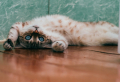 Eine Katze kommt ins Haus – Grundausstattung und wichtige Tipps