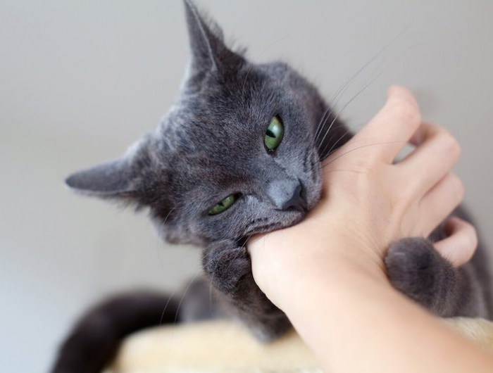 wann schnurren katzen katze kraulen schnurren katzen graue katze beißt am hand