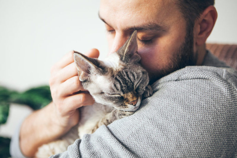 cat and man, portrait of happy cat with close eyes and young beard man. handsome young man is huggin