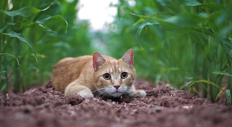 warum schnurren katzen kopf kraulen wie merkt man dass katze schmerzen hat katze versteckt sich