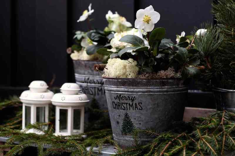 weihnachtsdeko vor der haustür mit blumen in zinkgefäße und kerzen