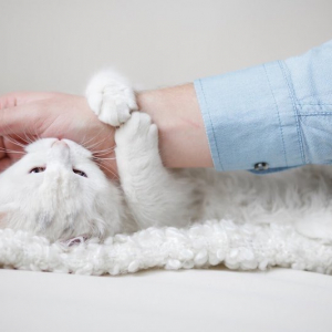 wieso schnurren katzen wo kommt das schnurren der katzen her weiße katze beißt mann am hand