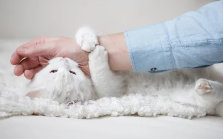 wieso schnurren katzen wo kommt das schnurren der katzen her weiße katze beißt mann am hand