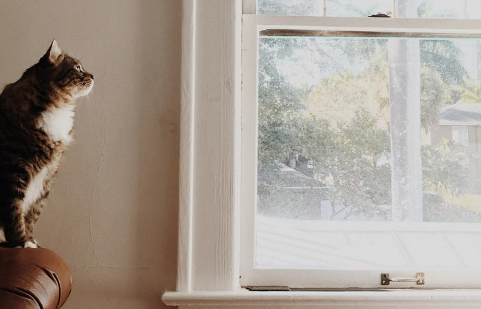 fenster